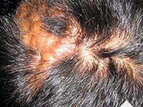 ���ݷ���Ƥ����ҽԺ