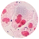 ���ݷ���Ƥ����ҽԺ